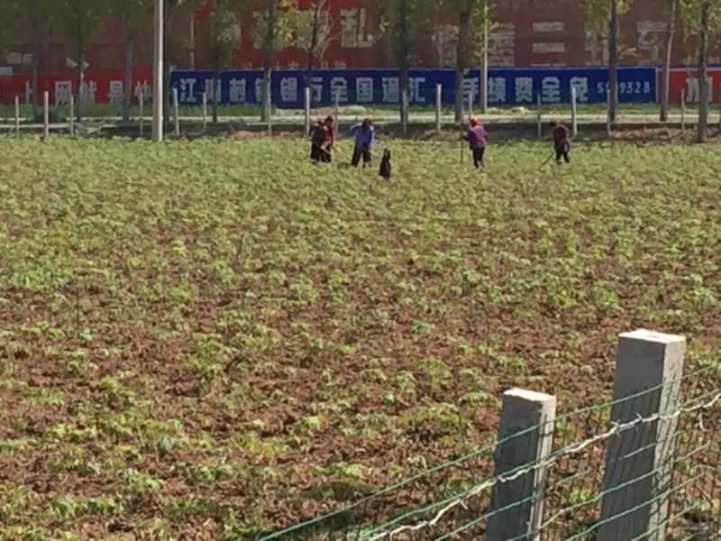 沁陽(yáng)市益康中藥材種植基地近況